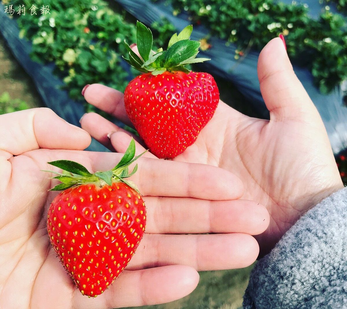 台中潭子｜草莓世界 採草莓 台中就有觀光果園囉 草莓季開鑼啦 免門票好停車